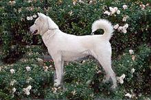 is the kishu a good breed of dog