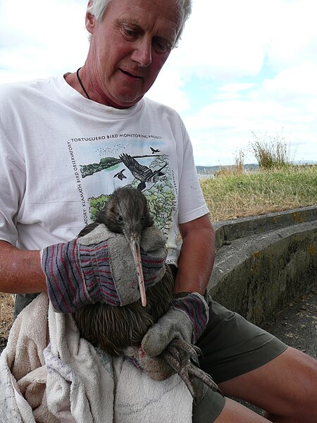 A Kiwi holding a kiwi