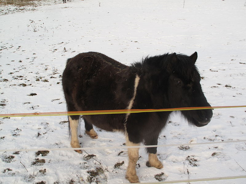 File:Koně u obce Zdiby (2).jpg