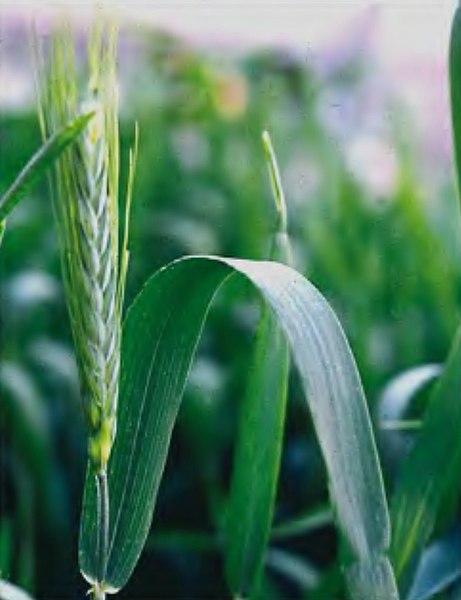 File:LPCC-619-Fulla bandera de triticale.jpg