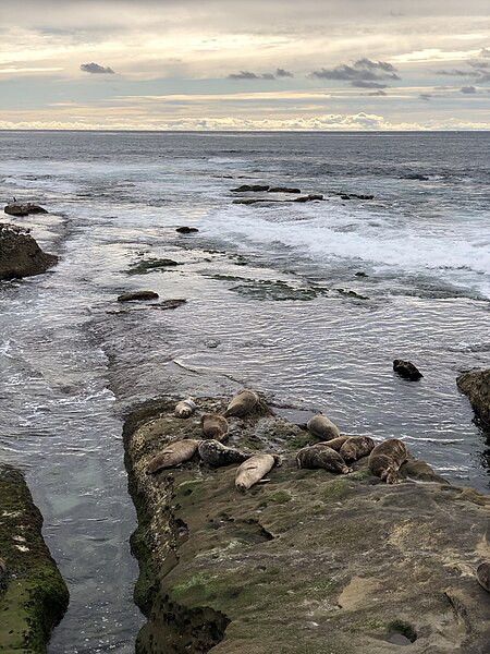 File:La Jolla Cove 32 2019-04-16.jpg