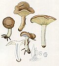 Thumbnail for Lactarius albocarneus