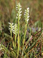 Ladies' tresses (S. romanzoffiana) plants