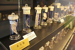 Laika ac Meguro Parasitological Museum (7482791412).jpg