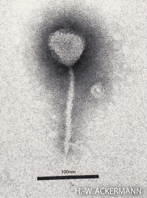 <span class="mw-page-title-main">Lambda phage</span> Bacteriophage that infects Escherichia coli