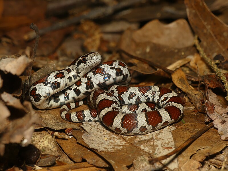 File:Lampropeltis triangulum 293880080.jpg