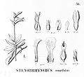 Lankesterella ceracifolia (as syn. Stenorrhynchos ceracifolium) plate 36, fig. I in: Alfred Cogniaux: Flora Brasiliensis vol. 3 pt. 4 (1893-1896) (Detail)