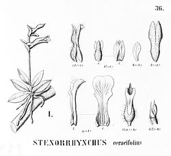 Lankesterella ceracifolia (as Stenorrhynchos ceracifolium) - cutout from Flora Brasiliensis 3-4-36-fig I.jpg