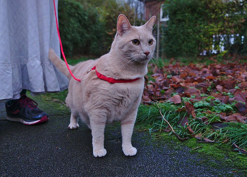 File:Larry the cat trying out his harness for the first time in Auderghem, Belgium (facing).jpg