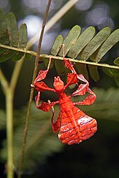 A leaf insect nymph. Its silhouette serves as the basis for the Reaper Destroyer. Leaf insect newly hatched nymph (Phyllium bioculatum) (34716432593).jpg