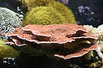 Thumbnail for Leaf plate montipora