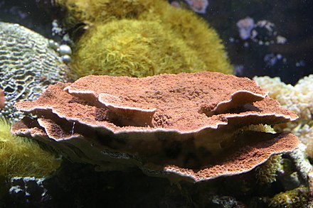 Пластинчатые водоросли. Монтипора листовая коралл. Anakropora коралл. Анакропора красная. Коричневые миллепоры.