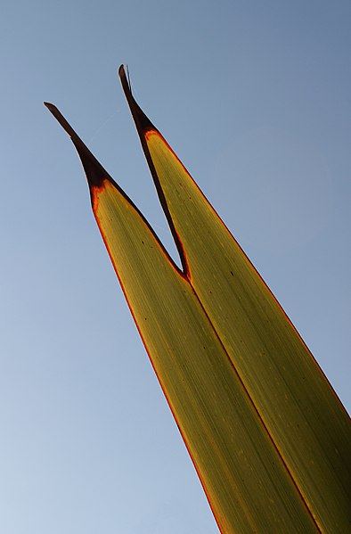 File:Leaf tip, New Zealand flax (Phormium tenax), backlit by evening sun.jpg