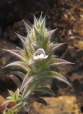 <i>Lepidagathis dalzelliana</i> Species of plant