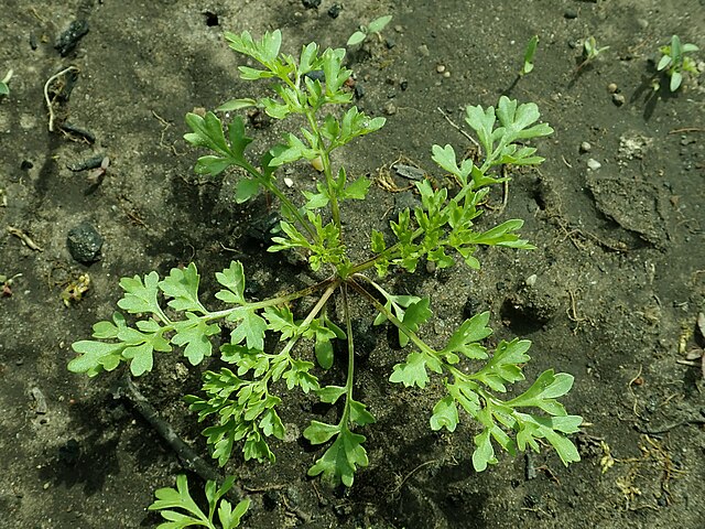 Using Cress in the Lab - Science & Plants for Schools