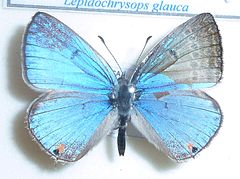 Lepidochrysops glauca, Дж. Добсон, a.jpg