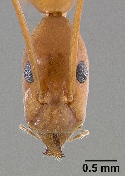 File:Leptomyrmex pallens casent0127342 head 1.jpg