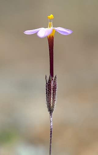 <i>Leptosiphon rattanii</i> Species of flowering plant