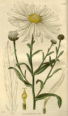 Leucanthemella serotina - Kurtisning 1827.jpg