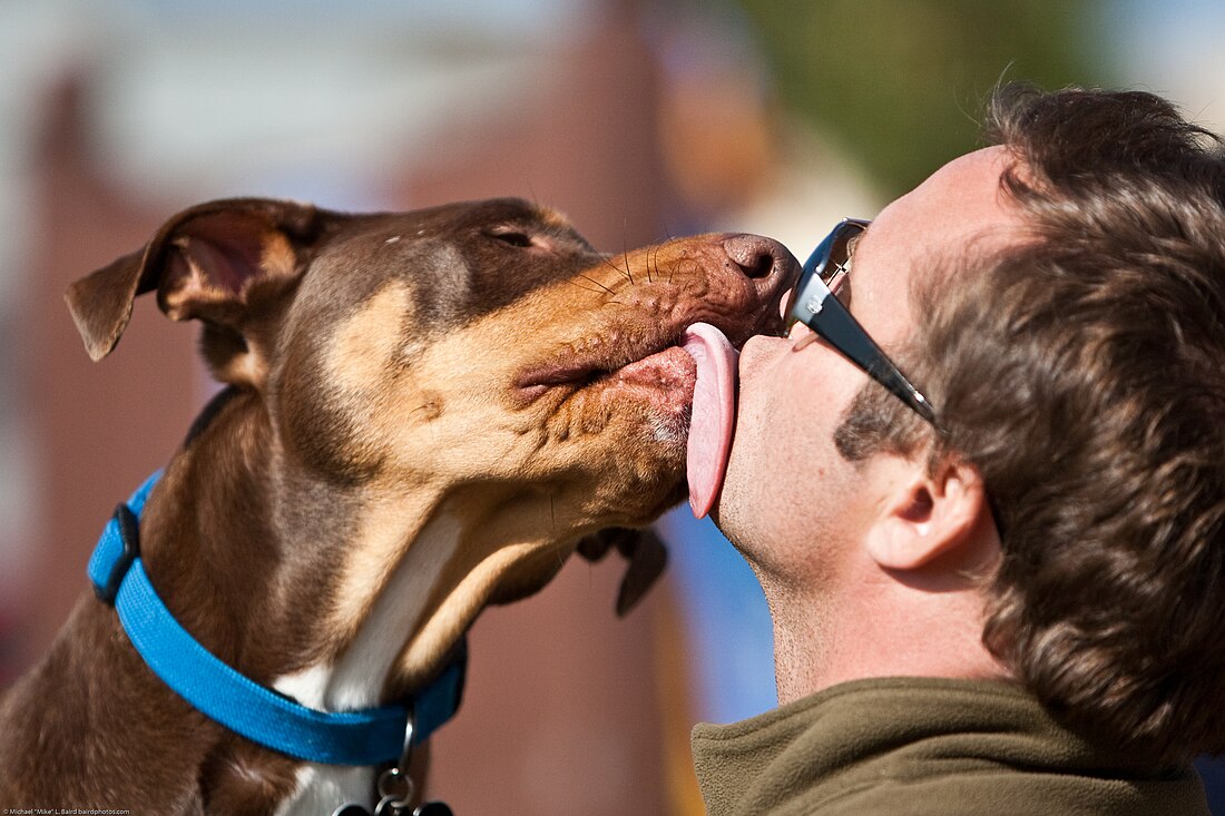 File:Licking dog.jpg