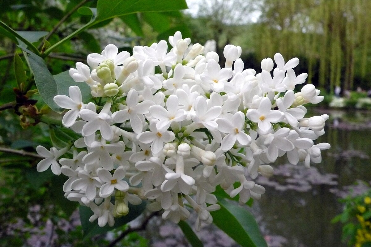 File:Lilas blanc.jpg - Wikimedia Commons