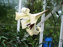 Lilium brownii (1).jpg