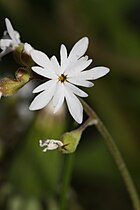 Lithophragma parviflorum