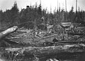 Loggers, one standing on stump, during logging operation, Washington, ca 1909-1910 (INDOCC 1416).jpg