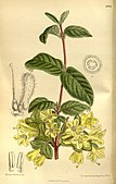 Lonicera chaetocarpa 145-8804.jpg