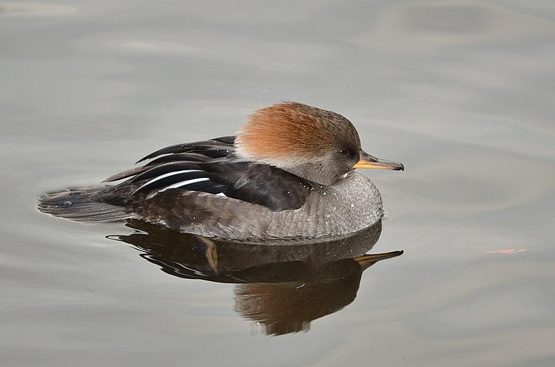 File:Lophodytes cucullatus (Hooded Merganser - Kappensäger) - Weltvogelpark Walsrode 2012-03.jpg