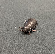 Lord Howe Island cockroach (Panesthia lata)..jpg