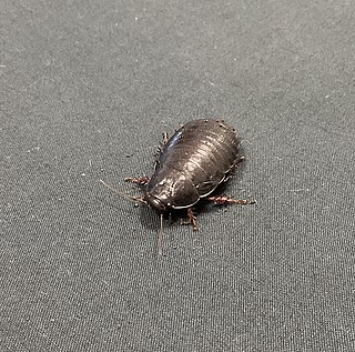 <i>Panesthia lata</i> Species of cockroach