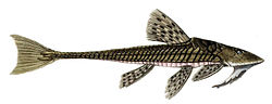 Miniatura para Loricariichthys anus