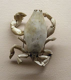 <i>Lyreidus tridentatus</i> Species of crab