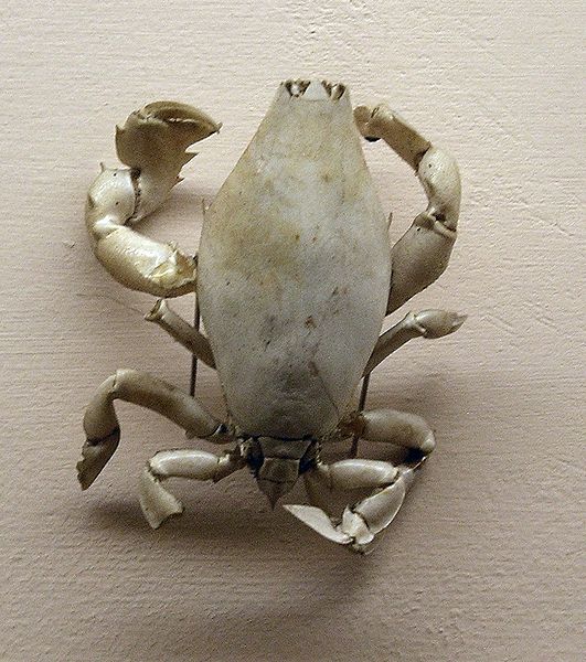 File:Lyreidus tridentatus.jpg