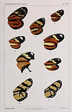 Mutual Müllerian mimicry in distasteful Heliconius butterflies. Plate LXII from Müller's collected writings, 1881