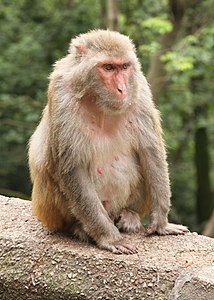 Macaque mulâtre à Guiyang.jpg