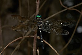 Macromia ellisoni