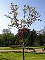 šácholan Soulangeův (Magnolia x soulangeana)