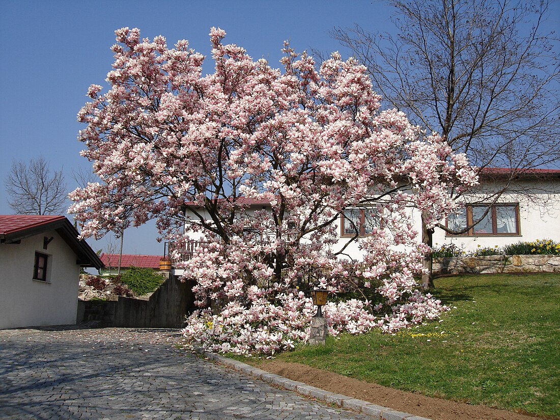 Magnolia pośrednia