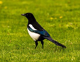 Magpie