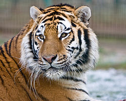 Harimau Siberia