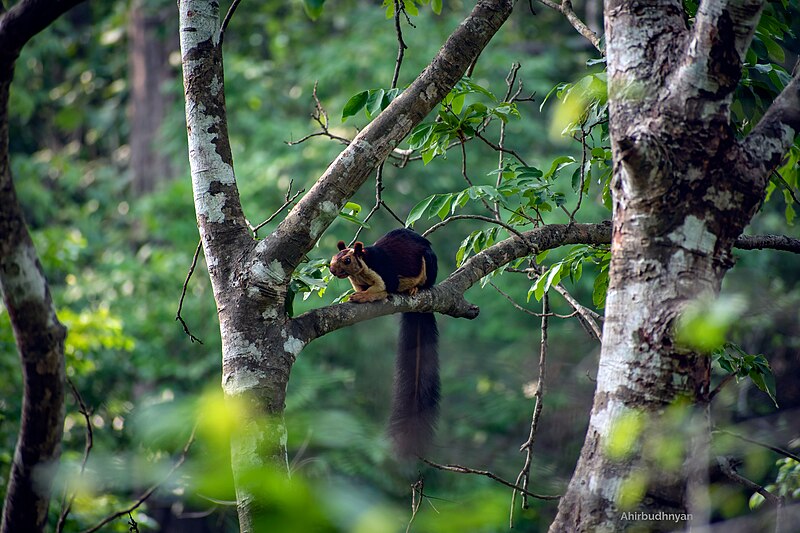 File:Malabar giant squirrel ahir.jpg