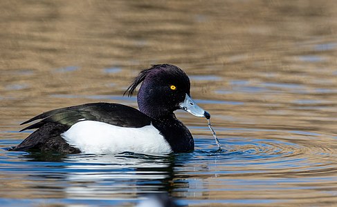 Tufted duck (Aythya fuligula)