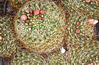 Mammillaria glochidiata pm 1.JPG