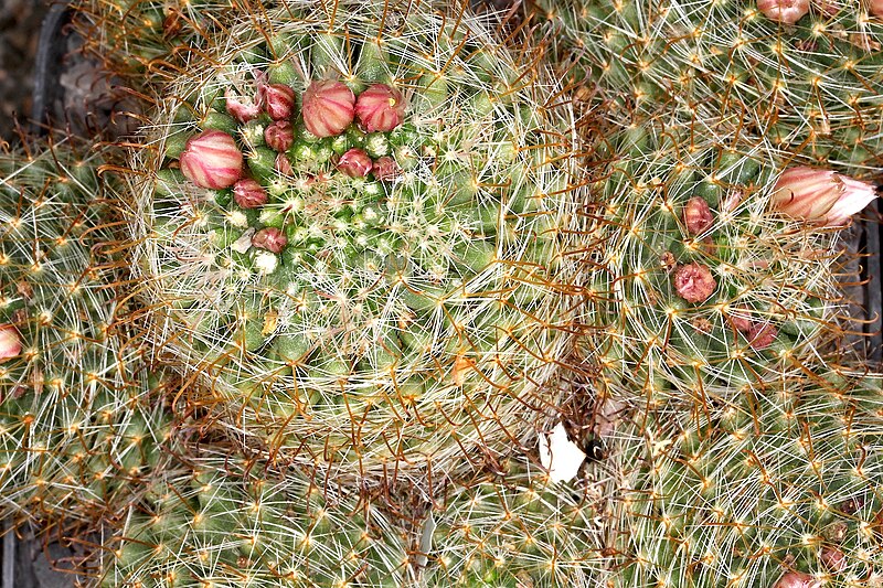 File:Mammillaria glochidiata pm 1.JPG