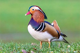 rață mandarin (Aix galericulata)