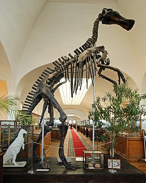 Das restaurierte Ente-berechnete Dinosaurierskelett. Mandschurosaurus Amurensis. Exponat VSEGEI Museum in St. Petersburg.