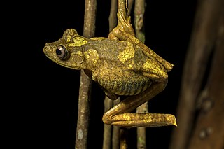 <span class="mw-page-title-main">Map tree frog</span> Species of amphibian