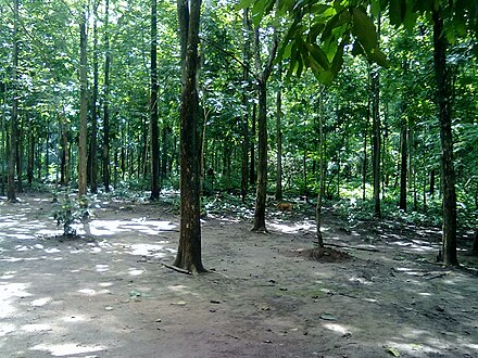 Afforestation in South India
